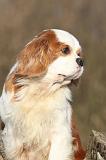 CAVALIER KING CHARLES 356